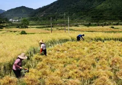 秸稈禁燒季 | 禁止一切露天焚燒秸稈行為！附縣政府禁燒通告、鎮(zhèn)政府倡議書(shū)
